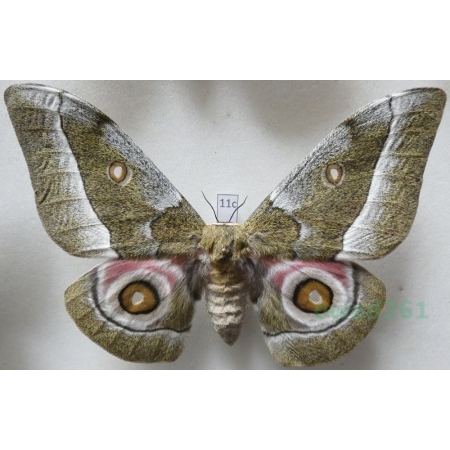 Gonimbrasia zambesina (Walker, 1865) female ex.pupa Kenya 121mm11c